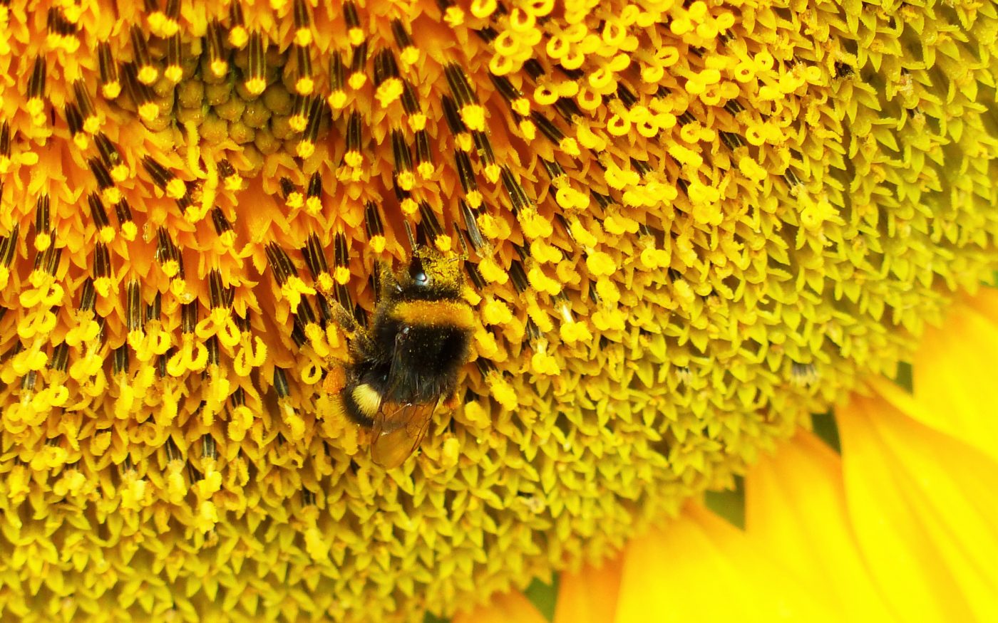 Bee on a sunflower